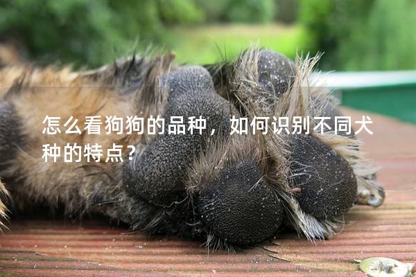 怎么看狗狗的品种,如何识别不同犬种的特点? 怎么看狗狗的品种,如何识别不同犬种的特点?