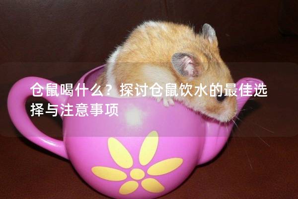仓鼠喝什么?探讨仓鼠饮水的最佳选择与注意事项 仓鼠喝什么?探讨仓鼠饮水的最佳选择与注意事项