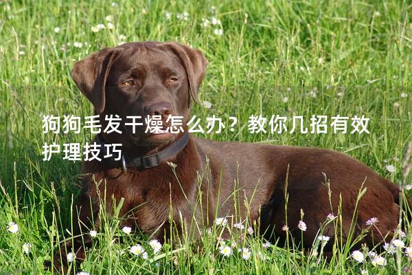 狗狗毛发干燥怎么办？教你几招有效护理技巧
