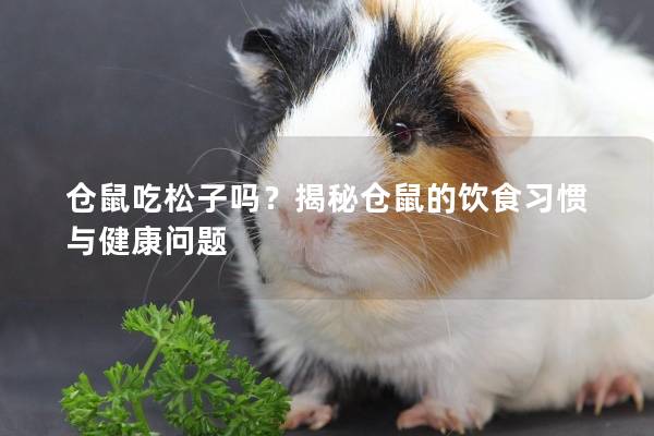 仓鼠吃松子吗？揭秘仓鼠的饮食习惯与健康问题