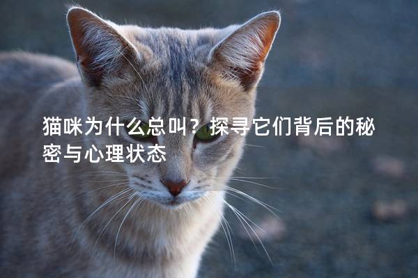 猫咪为什么总叫？探寻它们背后的秘密与心理状态