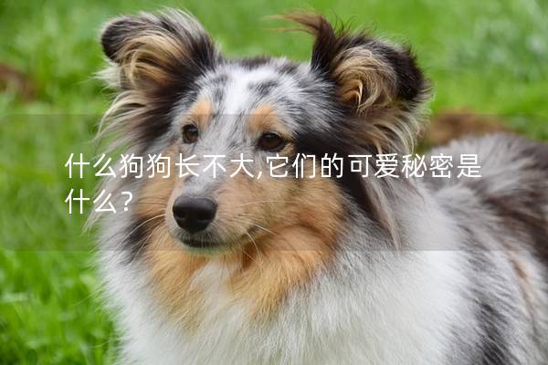 什么狗狗长不大,它们的可爱秘密是什么? 什么狗狗长不大,它们的可爱秘密是什么?