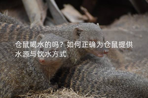 仓鼠喝水的吗？如何正确为仓鼠提供水源与饮水方式