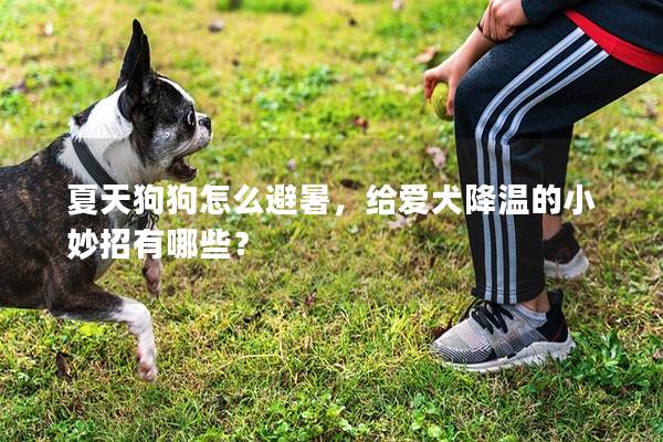 夏天狗狗怎么避暑，给爱犬降温的小妙招有哪些？