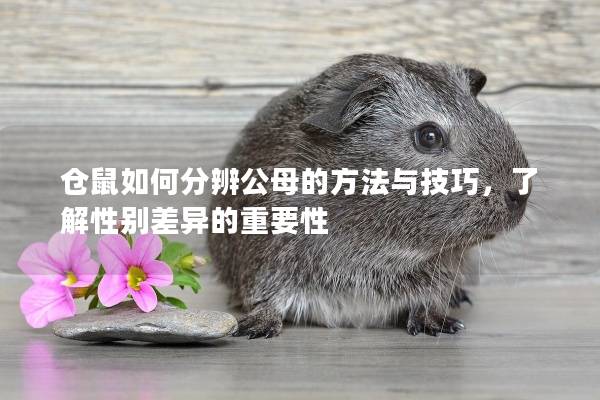 仓鼠如何分辨公母的方法与技巧，了解性别差异的重要性