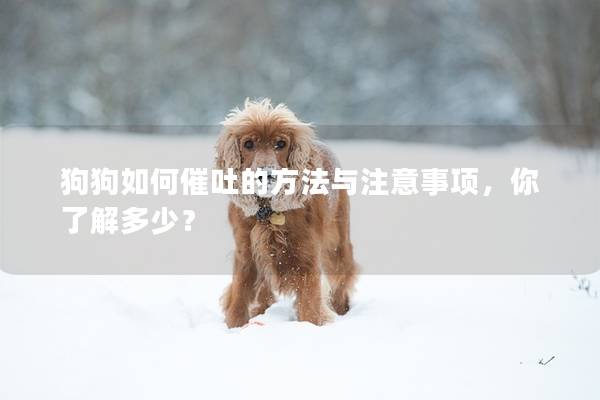 狗狗如何催吐的方法与注意事项，你了解多少？