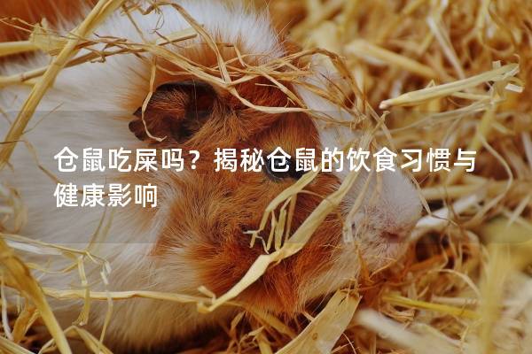 仓鼠吃屎吗？揭秘仓鼠的饮食习惯与健康影响