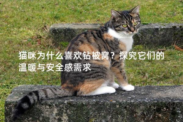 猫咪为什么喜欢钻被窝？探究它们的温暖与安全感需求