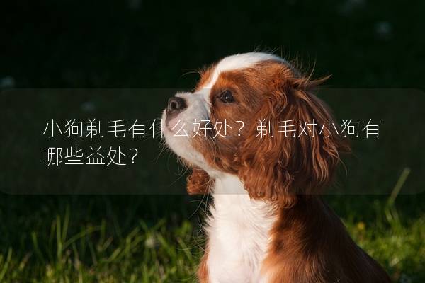 小狗剃毛有什么好处?剃毛对小狗有哪些益处? 小狗剃毛有什么好处?剃毛对小狗有哪些益处?