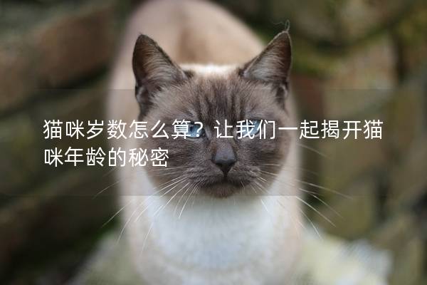 猫咪岁数怎么算？让我们一起揭开猫咪年龄的秘密