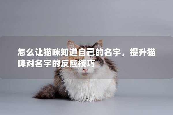怎么让猫咪知道自己的名字，提升猫咪对名字的反应技巧