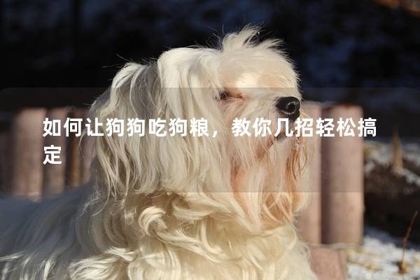如何让狗狗吃狗粮，教你几招轻松搞定