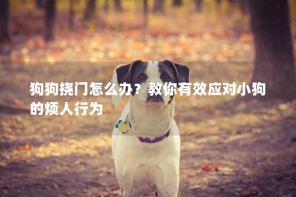 狗狗挠门怎么办？教你有效应对小狗的烦人行为