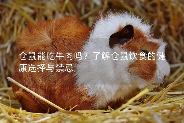仓鼠能吃牛肉吗？了解仓鼠饮食的健康选择与禁忌
