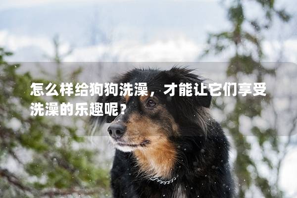 怎么样给狗狗洗澡，才能让它们享受洗澡的乐趣呢？
