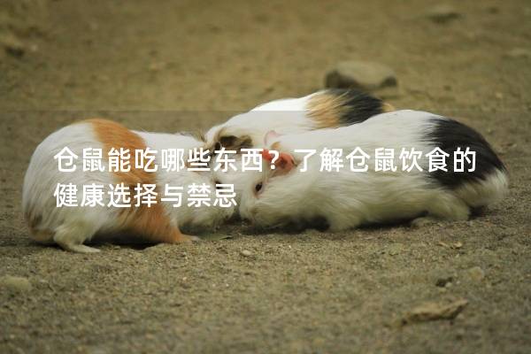 仓鼠能吃哪些东西？了解仓鼠饮食的健康选择与禁忌