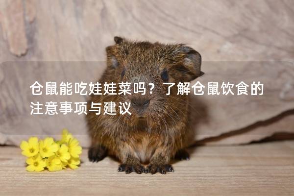 仓鼠能吃娃娃菜吗？了解仓鼠饮食的注意事项与建议