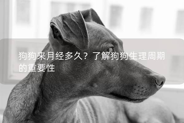 狗狗来月经多久？了解狗狗生理周期的重要性