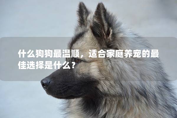 什么狗狗最温顺,适合家庭养宠的最佳选择是什么? 什么狗狗最温顺,适合家庭养宠的最佳选择是什么?