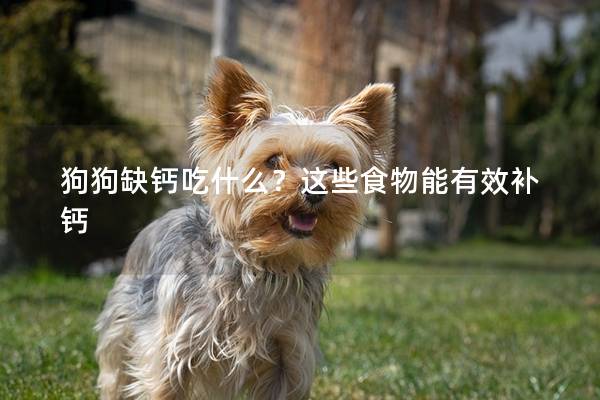 狗狗缺钙吃什么？这些食物能有效补钙