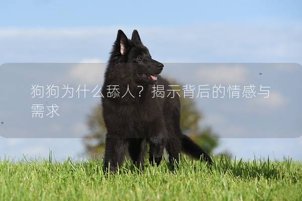 狗狗为什么舔人？揭示背后的情感与需求