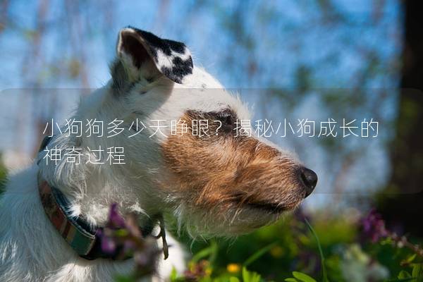 小狗狗多少天睁眼？揭秘小狗成长的神奇过程