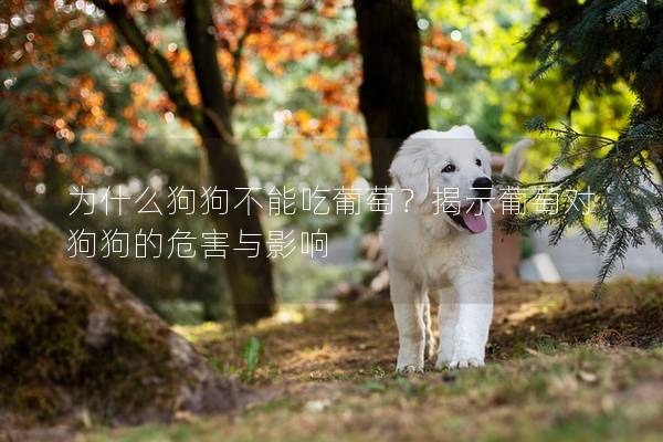 为什么狗狗不能吃葡萄？揭示葡萄对狗狗的危害与影响