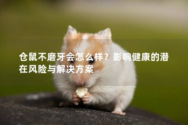 仓鼠不磨牙会怎么样？影响健康的潜在风险与解决方案