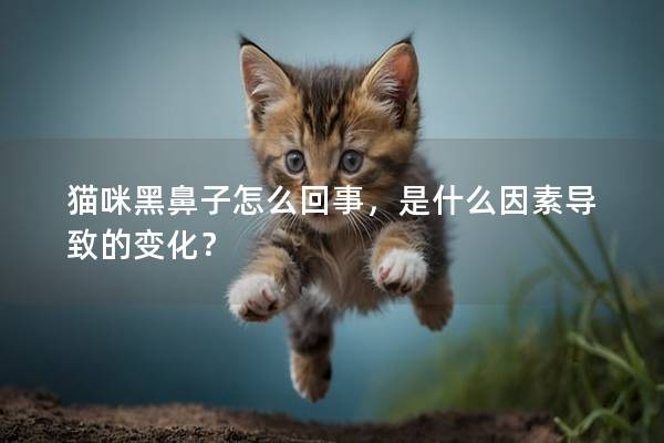 猫咪黑鼻子怎么回事,是什么因素导致的变化? 猫咪黑鼻子怎么回事,是什么因素导致的变化?