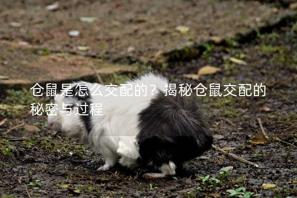 仓鼠是怎么交配的？揭秘仓鼠交配的秘密与过程