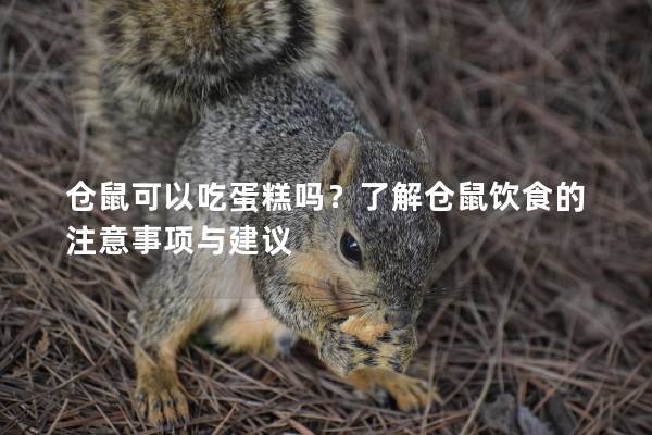 仓鼠可以吃蛋糕吗？了解仓鼠饮食的注意事项与建议