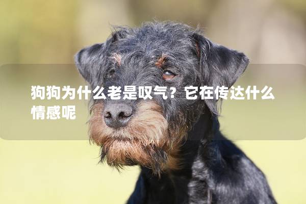 狗狗为什么老是叹气？它在传达什么情感呢