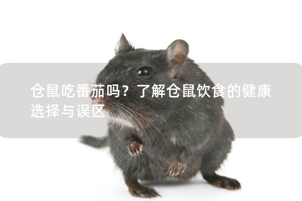 仓鼠吃番茄吗？了解仓鼠饮食的健康选择与误区