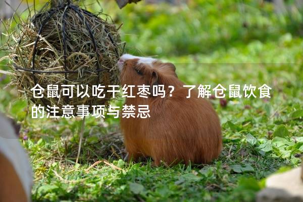 仓鼠可以吃干红枣吗？了解仓鼠饮食的注意事项与禁忌
