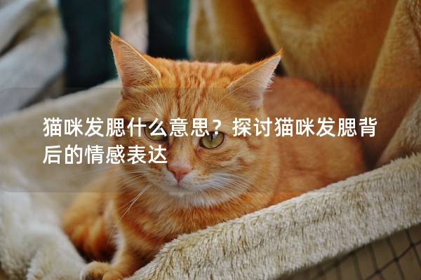 猫咪发腮什么意思？探讨猫咪发腮背后的情感表达