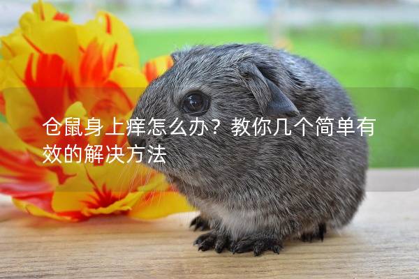 仓鼠身上痒怎么办？教你几个简单有效的解决方法