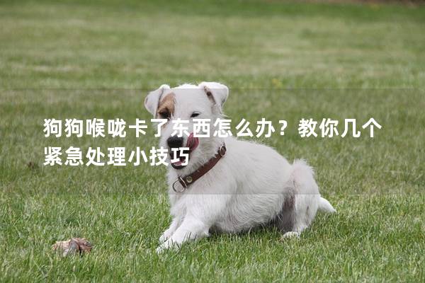 狗狗喉咙卡了东西怎么办？教你几个紧急处理小技巧
