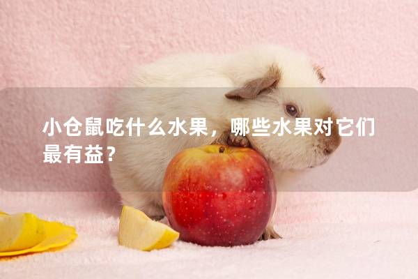小仓鼠吃什么水果，哪些水果对它们最有益？