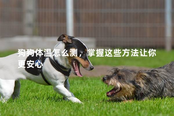 狗狗体温怎么测，掌握这些方法让你更安心
