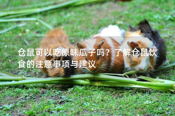 仓鼠可以吃原味瓜子吗？了解仓鼠饮食的注意事项与建议
