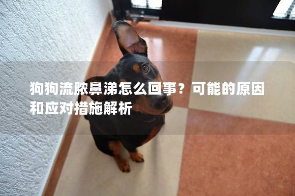 狗狗流脓鼻涕怎么回事？可能的原因和应对措施解析