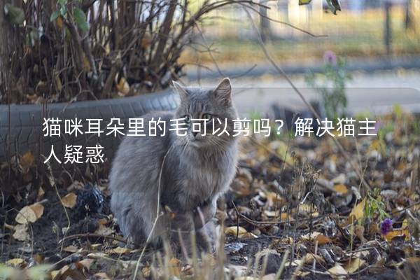 猫咪耳朵里的毛可以剪吗？解决猫主人疑惑