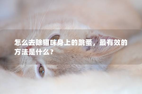怎么去除猫咪身上的跳蚤，最有效的方法是什么？