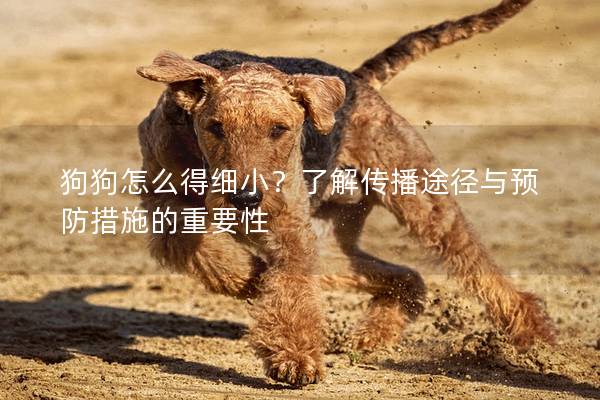 狗狗怎么得细小？了解传播途径与预防措施的重要性