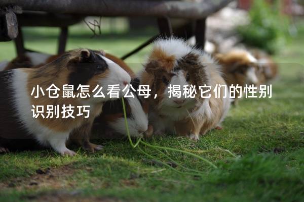 小仓鼠怎么看公母，揭秘它们的性别识别技巧