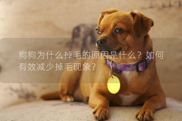 狗狗为什么掉毛的原因是什么?如何有效减少掉毛现象? 狗狗为什么掉毛的原因是什么?如何有效减少掉毛现象?