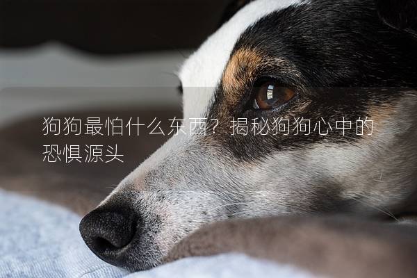 狗狗最怕什么东西？揭秘狗狗心中的恐惧源头