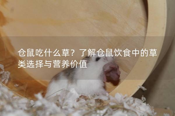 仓鼠吃什么草？了解仓鼠饮食中的草类选择与营养价值