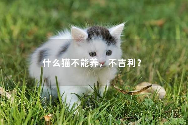 什么猫不能养,不吉利? 什么猫不能养,不吉利?