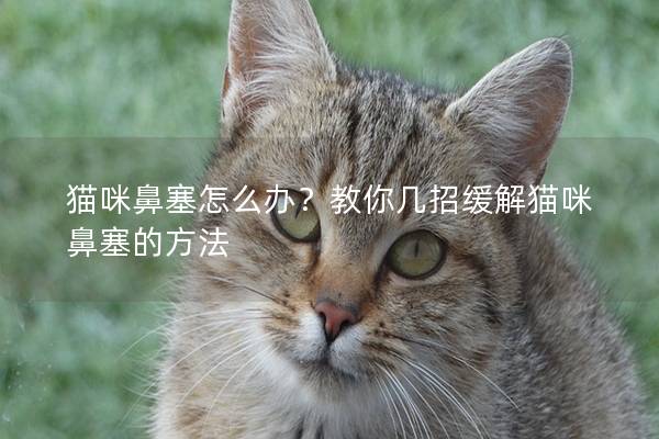 猫咪鼻塞怎么办？教你几招缓解猫咪鼻塞的方法
